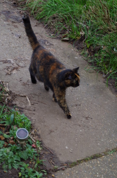 Going for a walk