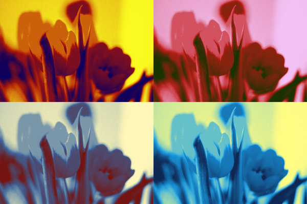 Guess what ? Yes more Tulips !!!