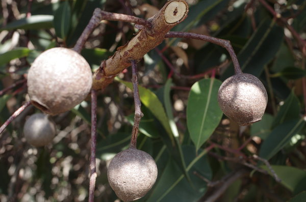 Gum Nuts on the attack