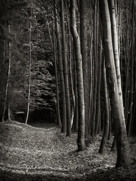 In the forest road..