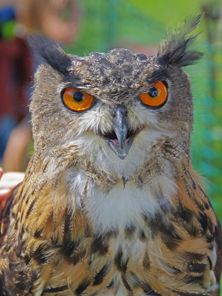 long ear owl