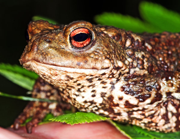 Mr Toad