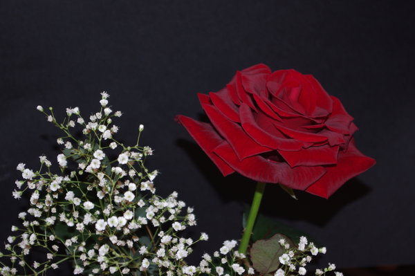 My Valentine rose