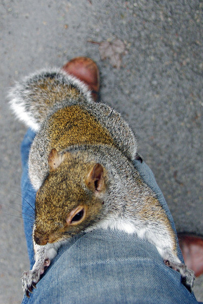 Nutcase