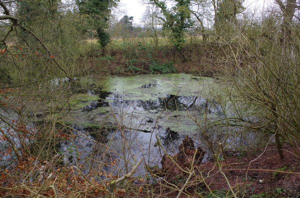 Pond