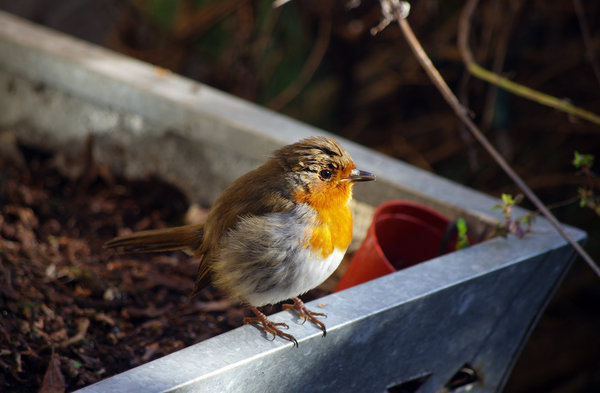 Robin.