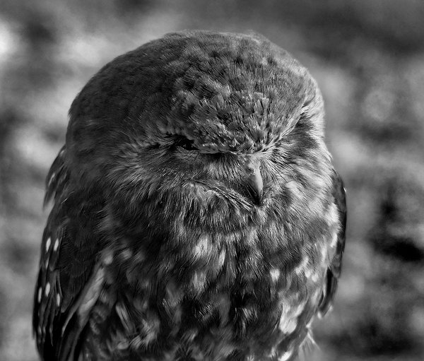 Sleepy-head