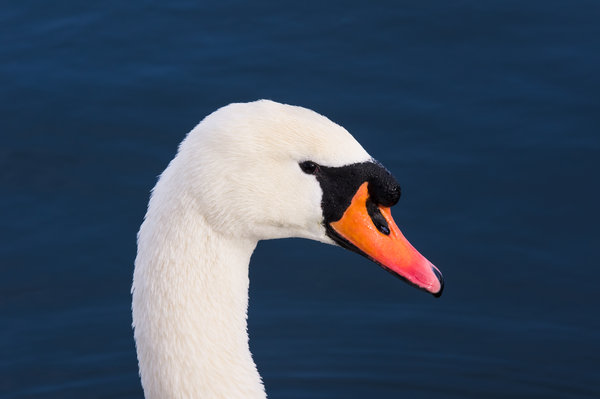 Swan