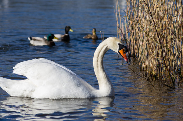 Swaning around