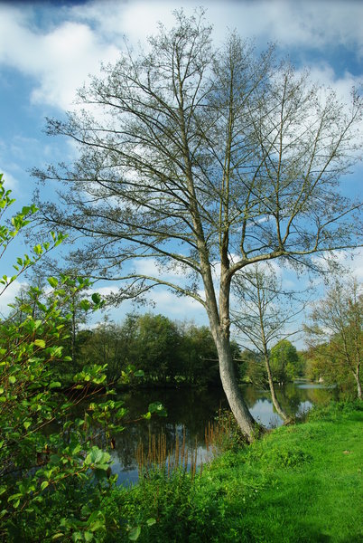 Tale from the river bank