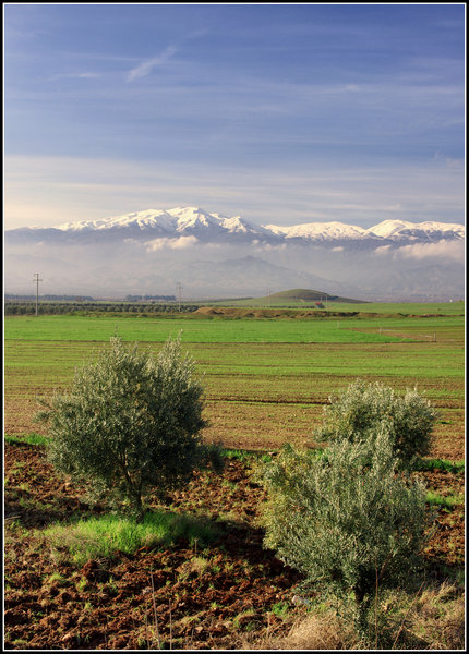 Three Young Olive Trees
