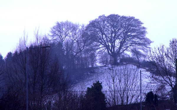 Tree on the Hill
