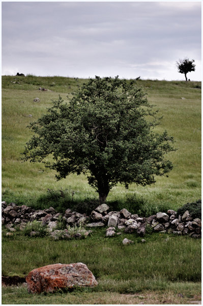 Trees