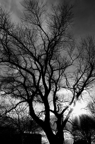 Trees