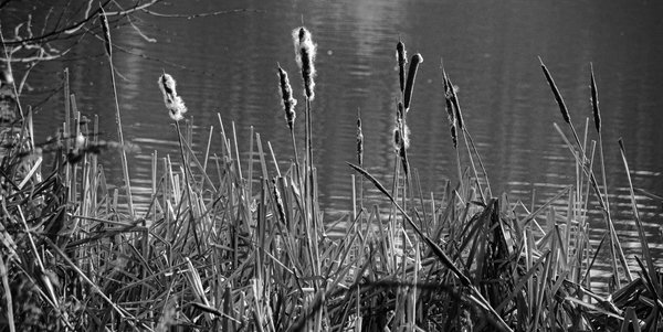 Waiting for the spring..