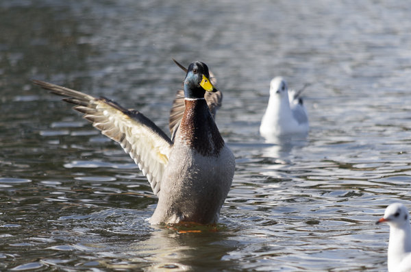 Walking on water