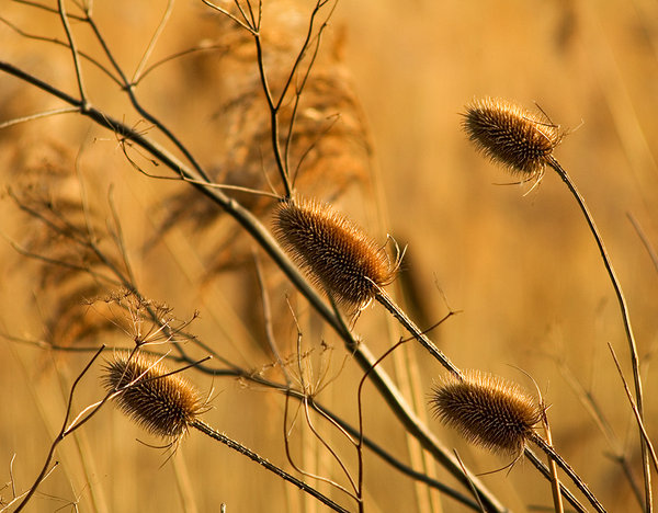 Winter Sunshine