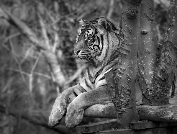 Zen in Black & White