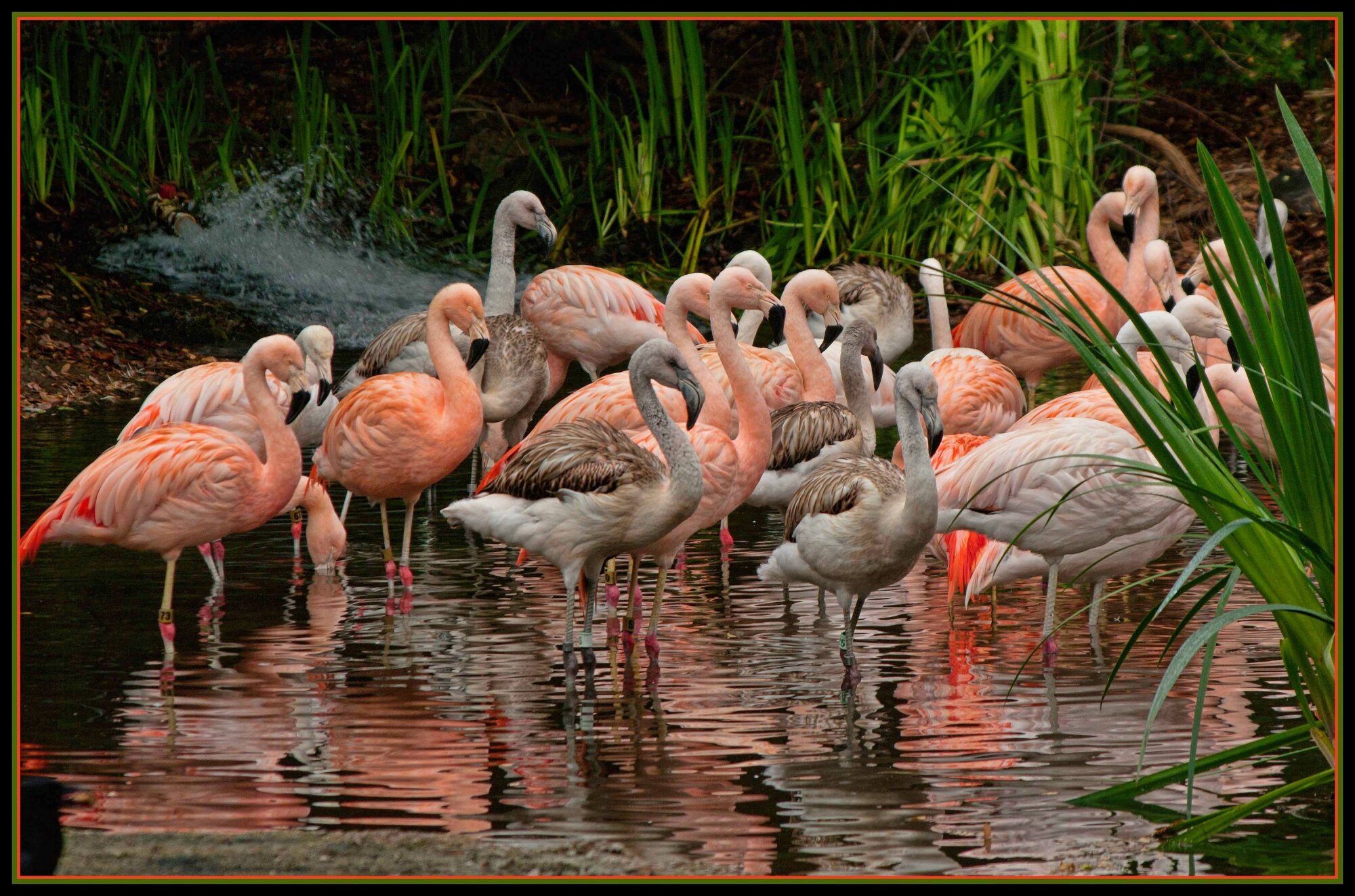 Flamingo flock
