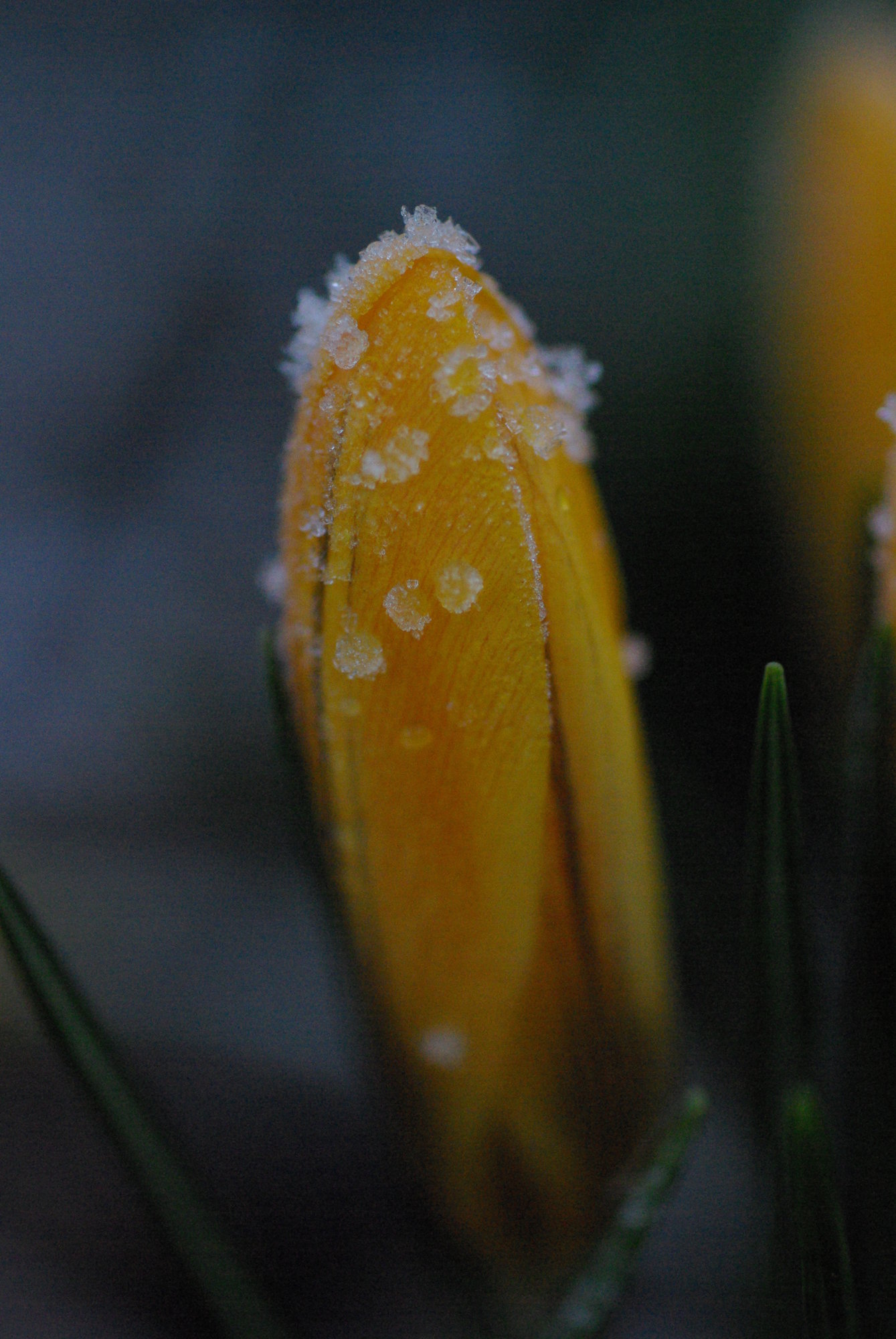 Frozen crocus