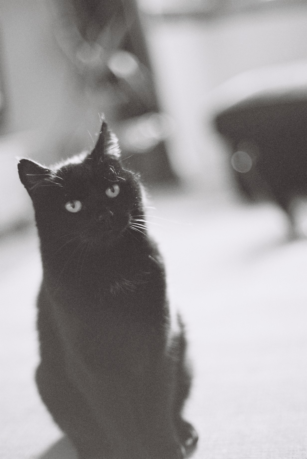 Fuzzball