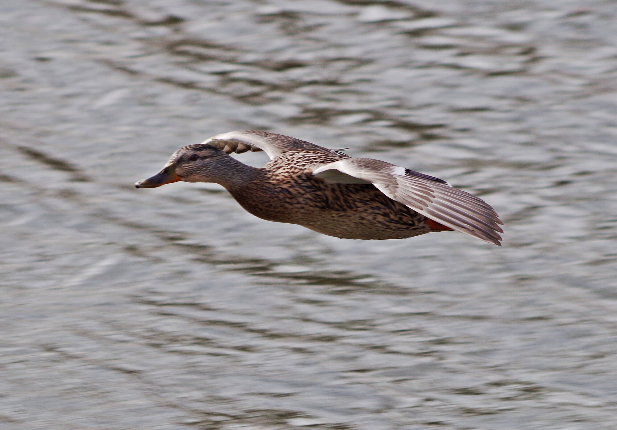 Glider Duck