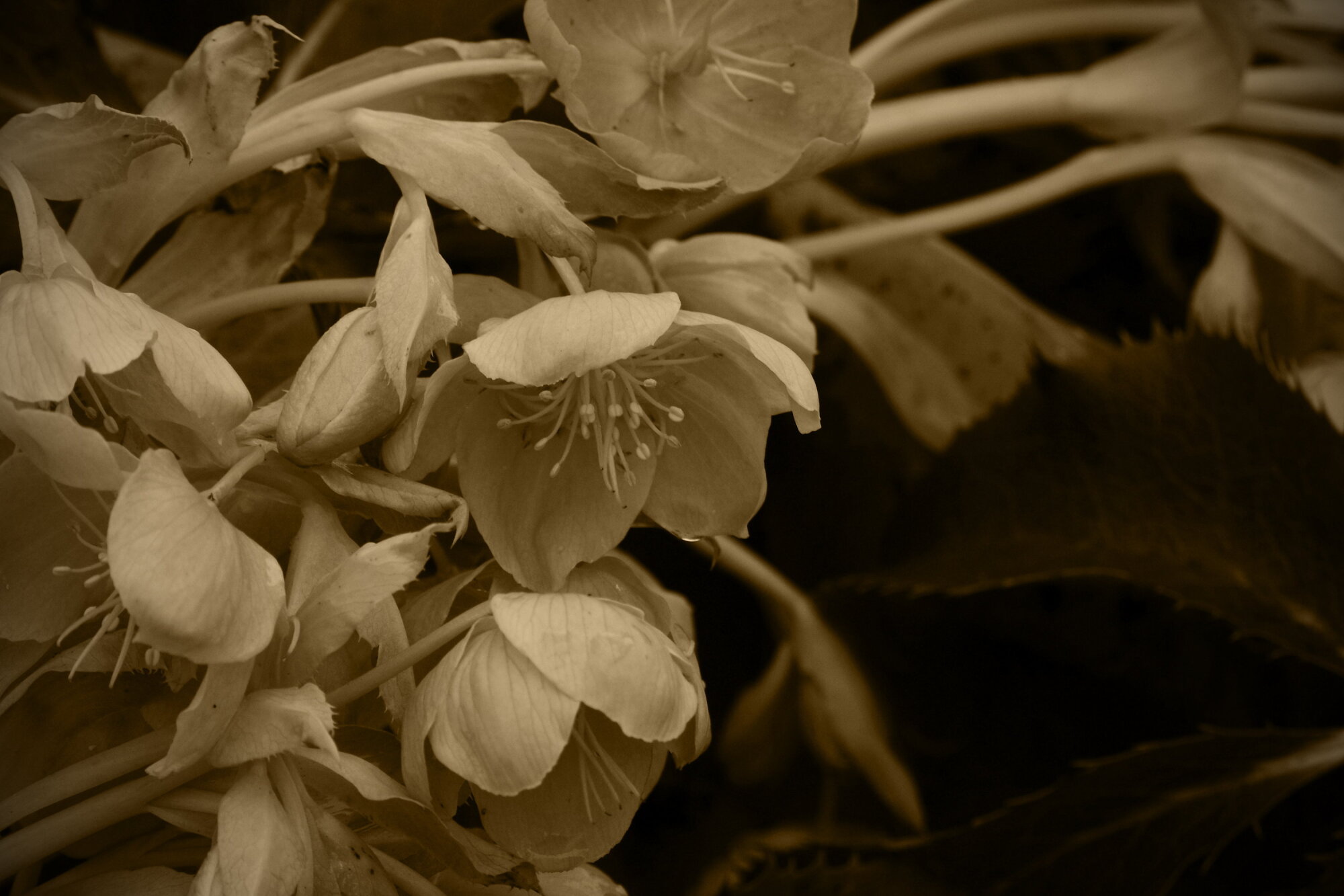 Hellebore