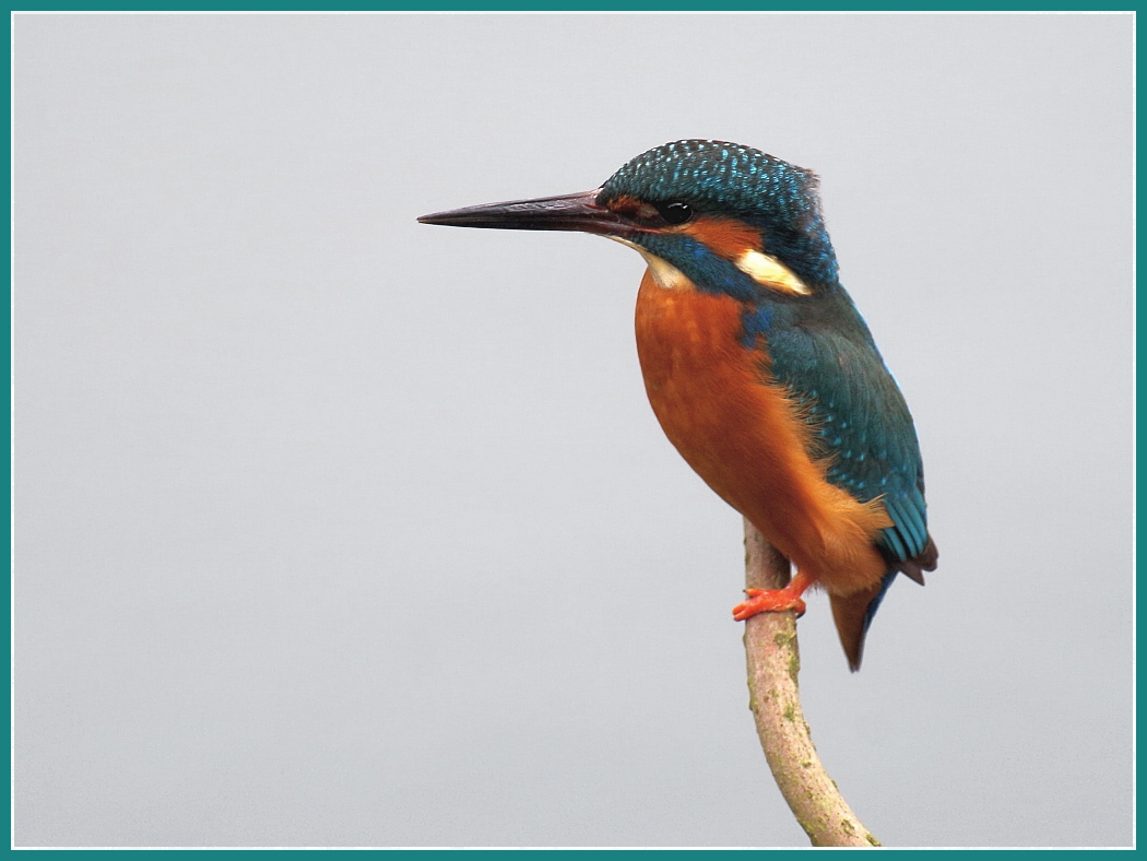 Kingfisher
