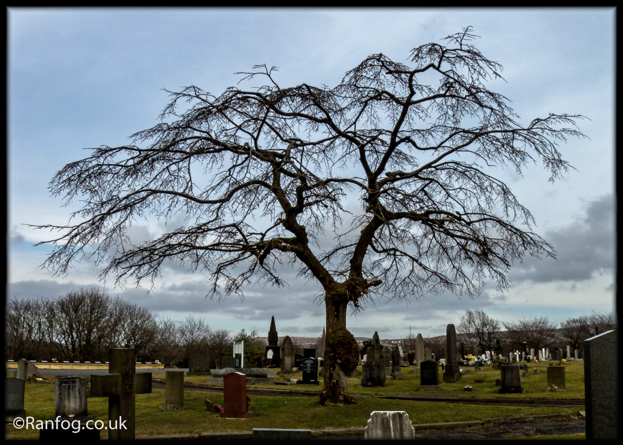 The Tree
