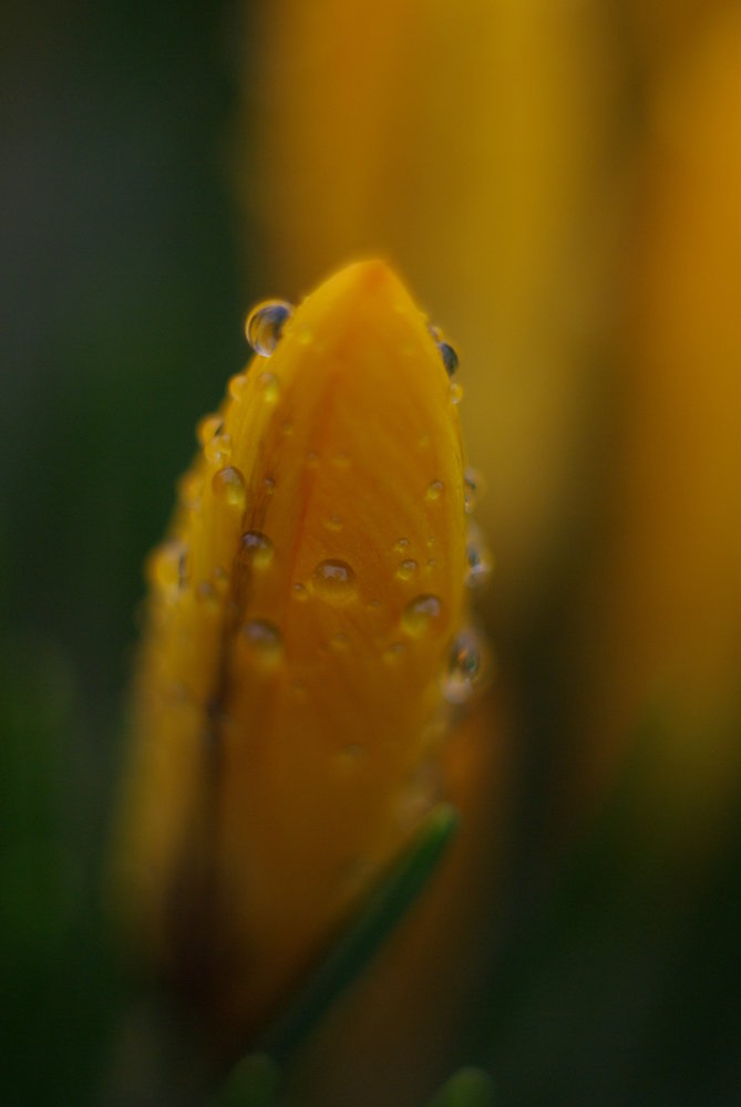 Crocus in the rain 2