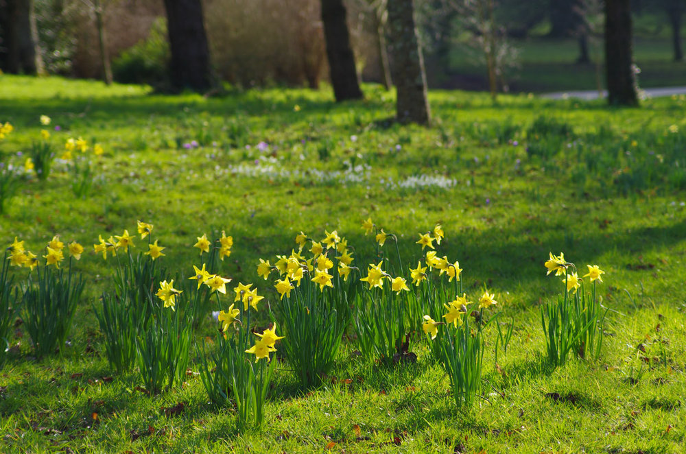 Early daffodils at Knightshayes, Tiverton