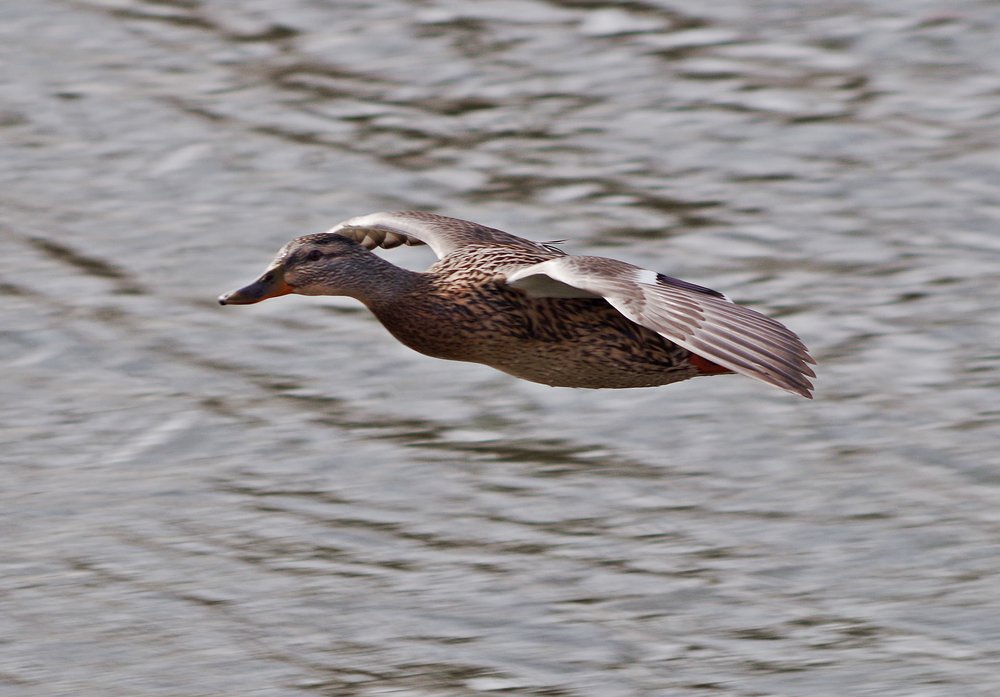 Glider Duck