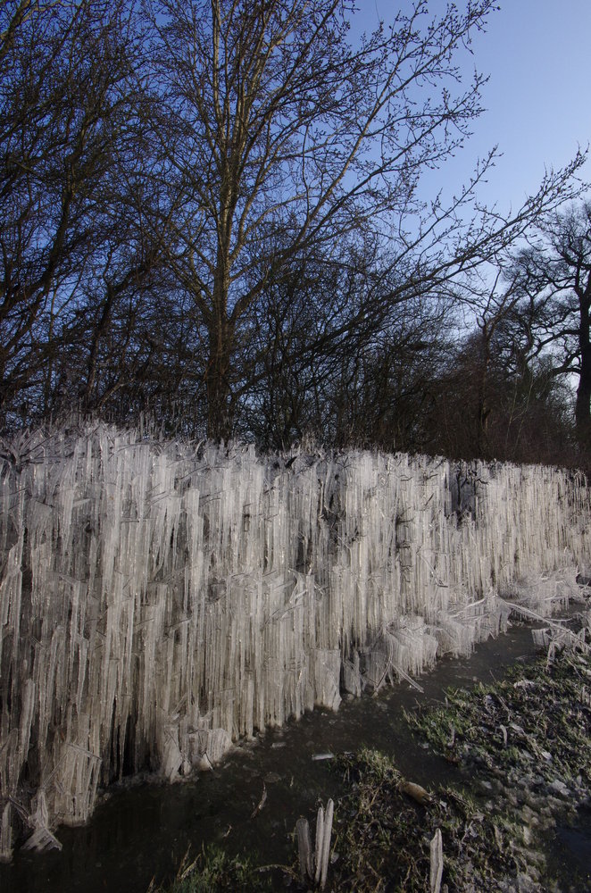 ice hanging from hedge row