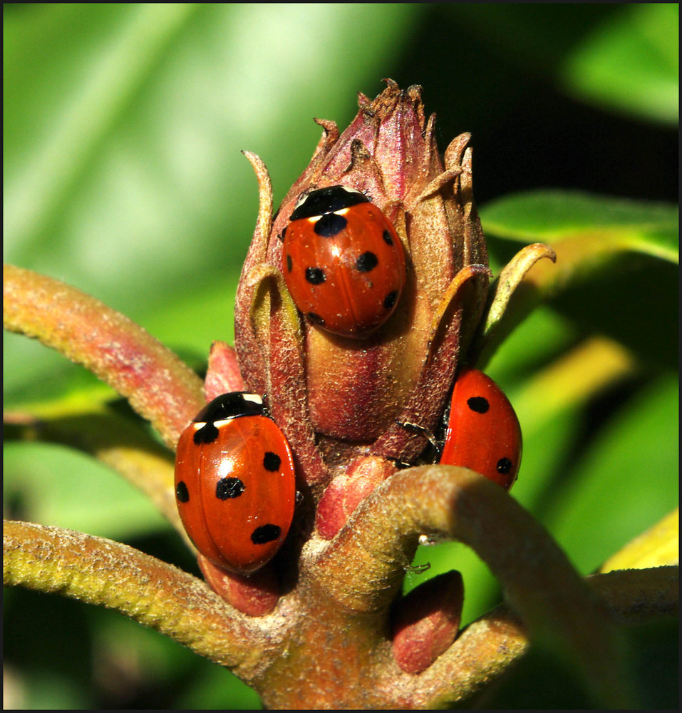 Ladybirds