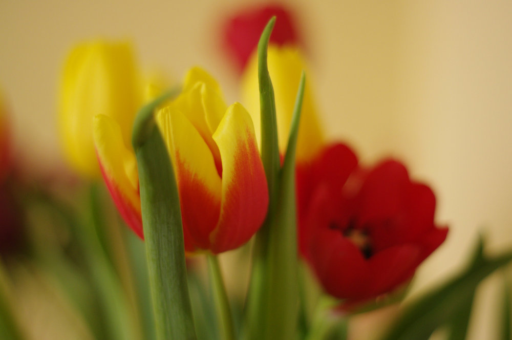 More Tulips