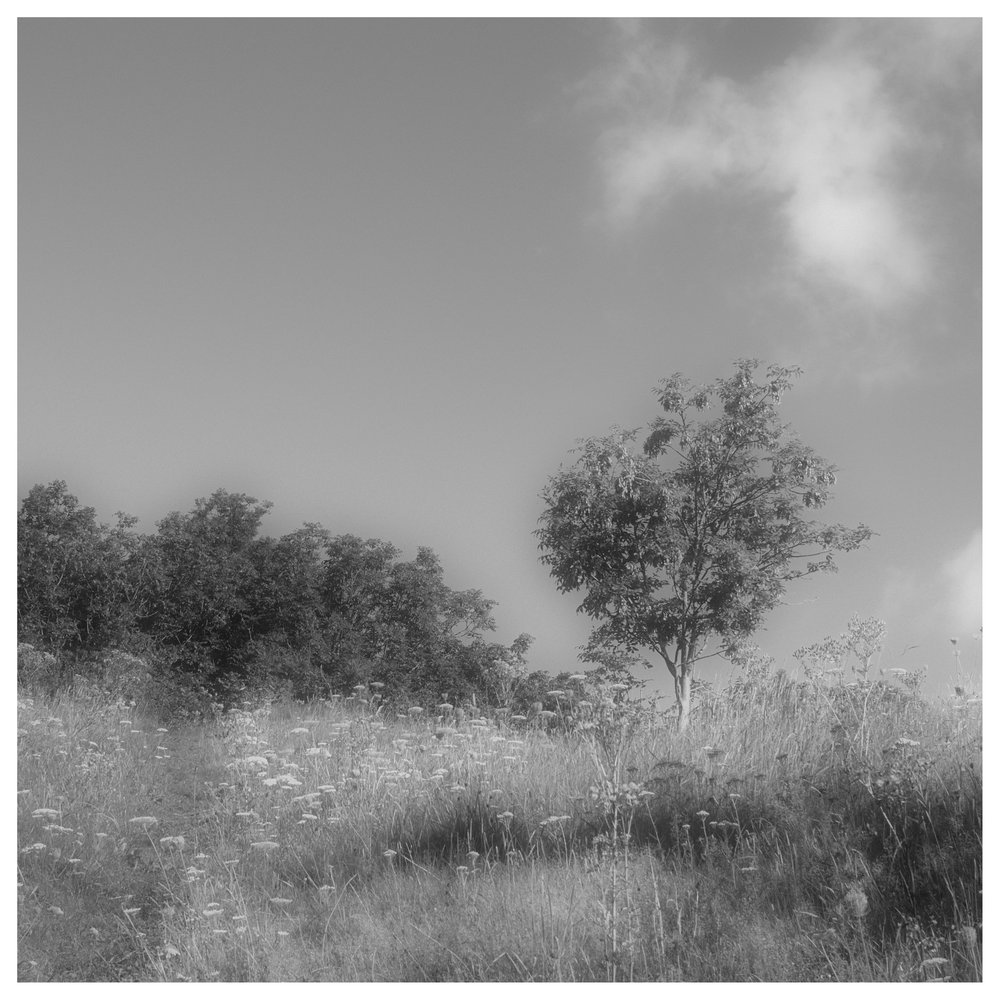 Natural Forms