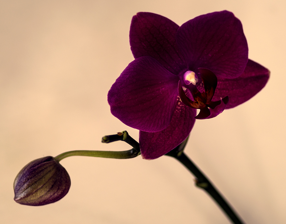 Orchid and Bud