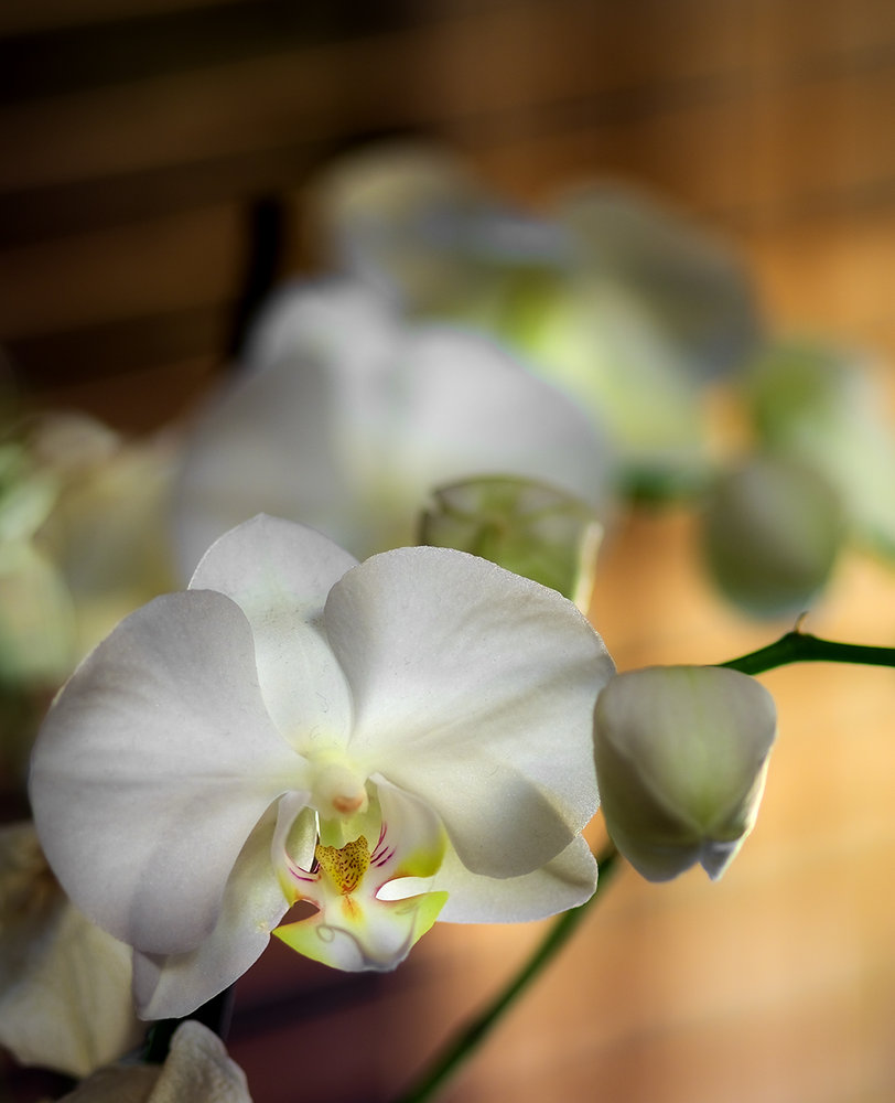 Orchids & Window Blinds