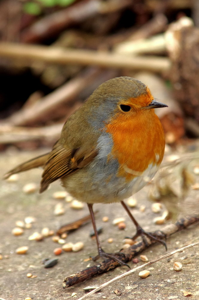 Robin