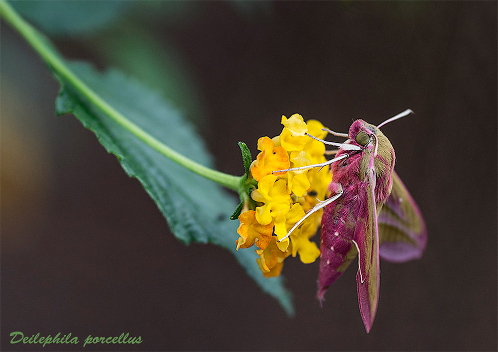 Small Elephant Hawk-moth