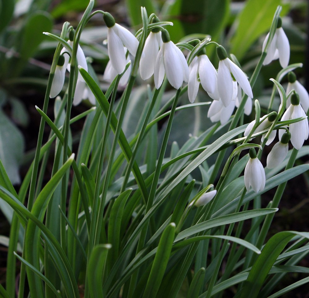 Snowdrops,