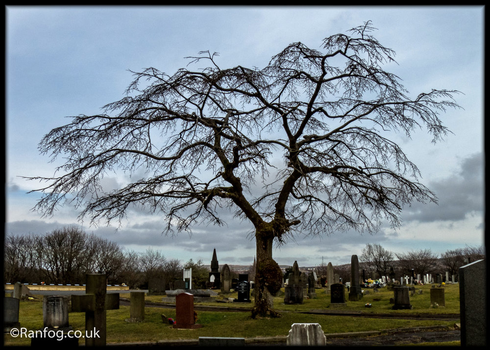 The Tree