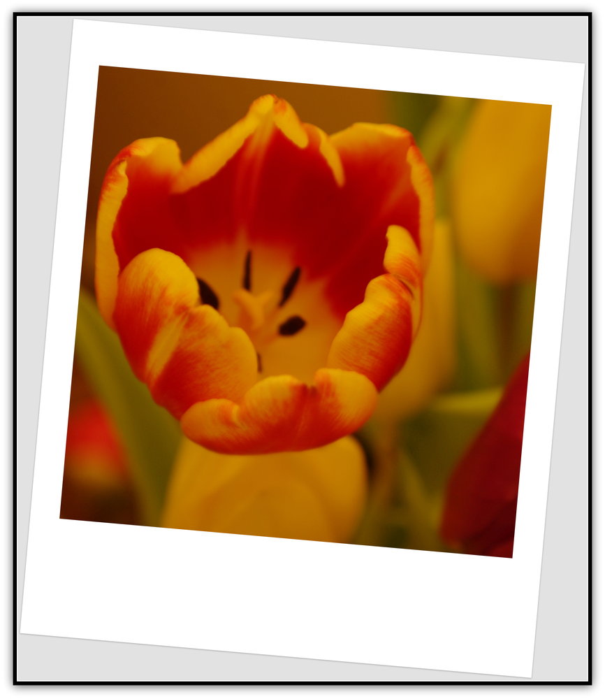 Tulip polaroid effect