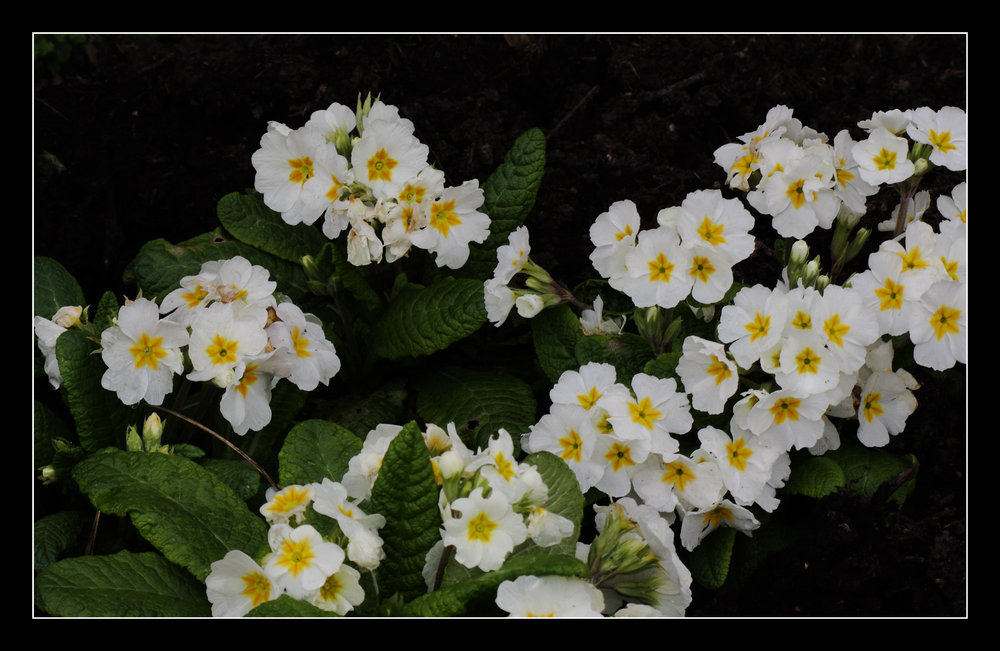 White primroses