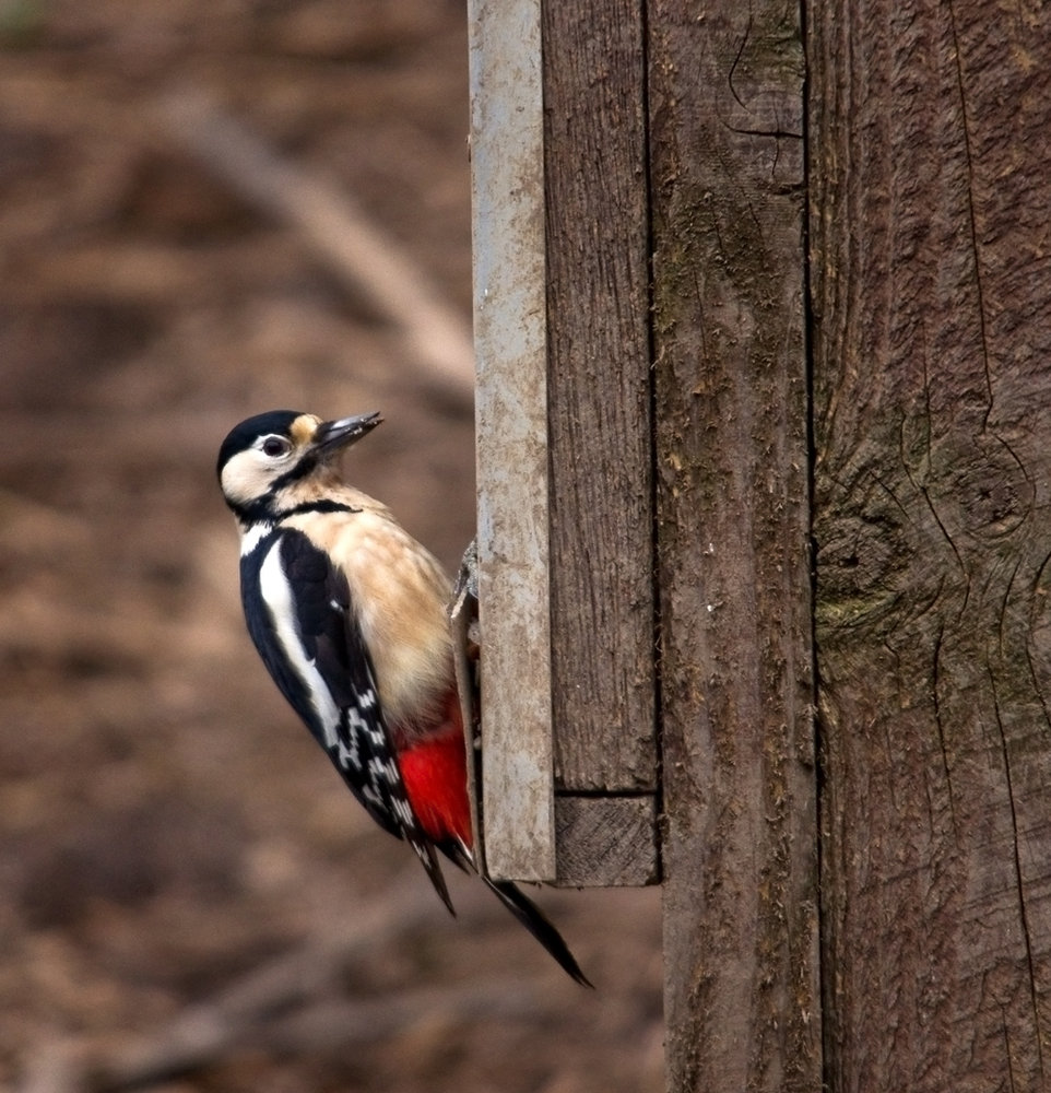 Woodpecker in colour