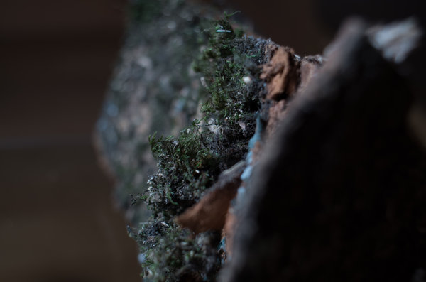 A shot of life on a log