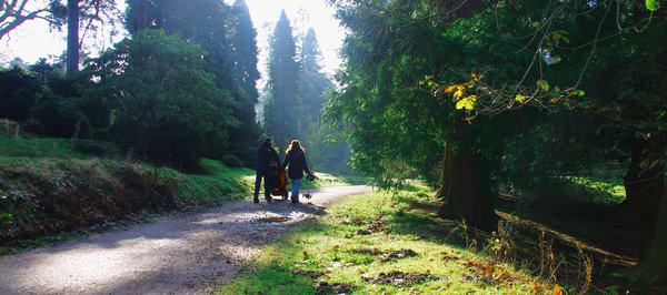 A walk in the woods