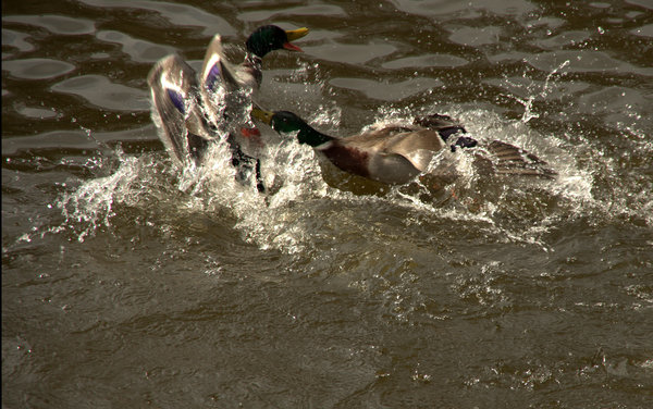 Beak in the Belly