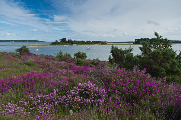 Bell Heather on Arne Peninsular