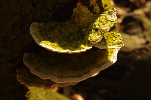 Bracket Fungus.